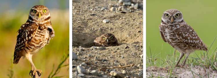 Burrowing Owl image