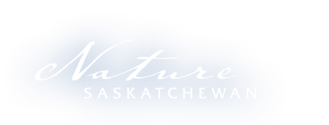 Nature Saskatchewan Logo